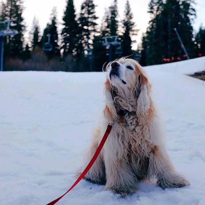 thebabypumpkin's tweet photo. It's almost time for ❄️❄️❄️. #bptmblr #bpfb | posted by @thebabypumpkin | … https://t.co/DNTrq5QTTn https://t.co/XMrFf1JSn4