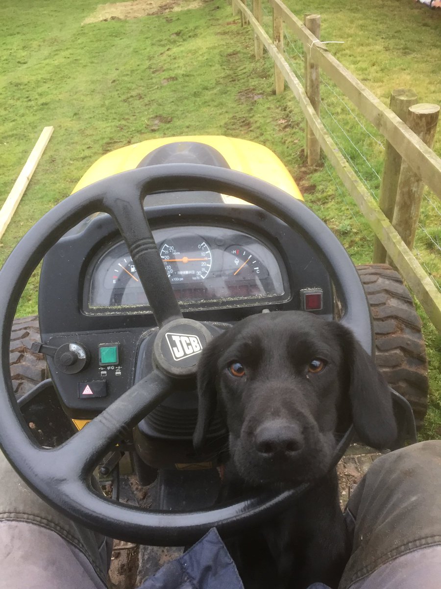 Working Dogs News tweet media