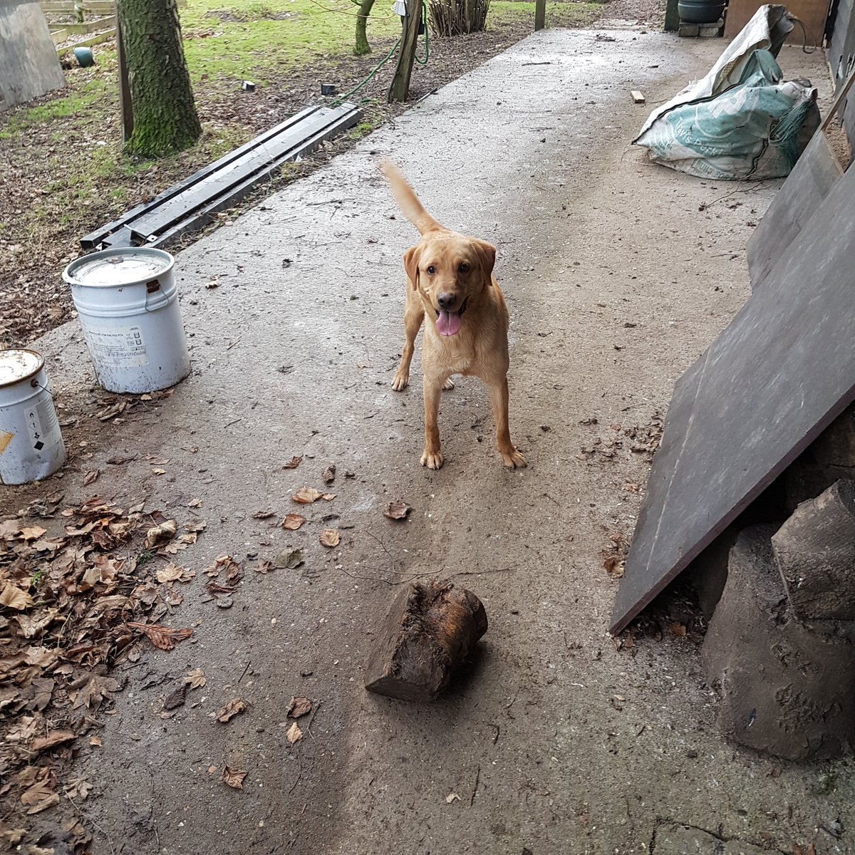 NobleProtection's tweet photo. Cold wet Kent day the training and playtime continue. #drugdetectiondogs #workhardplayhard https://t.co/ZHZf6z1wa9