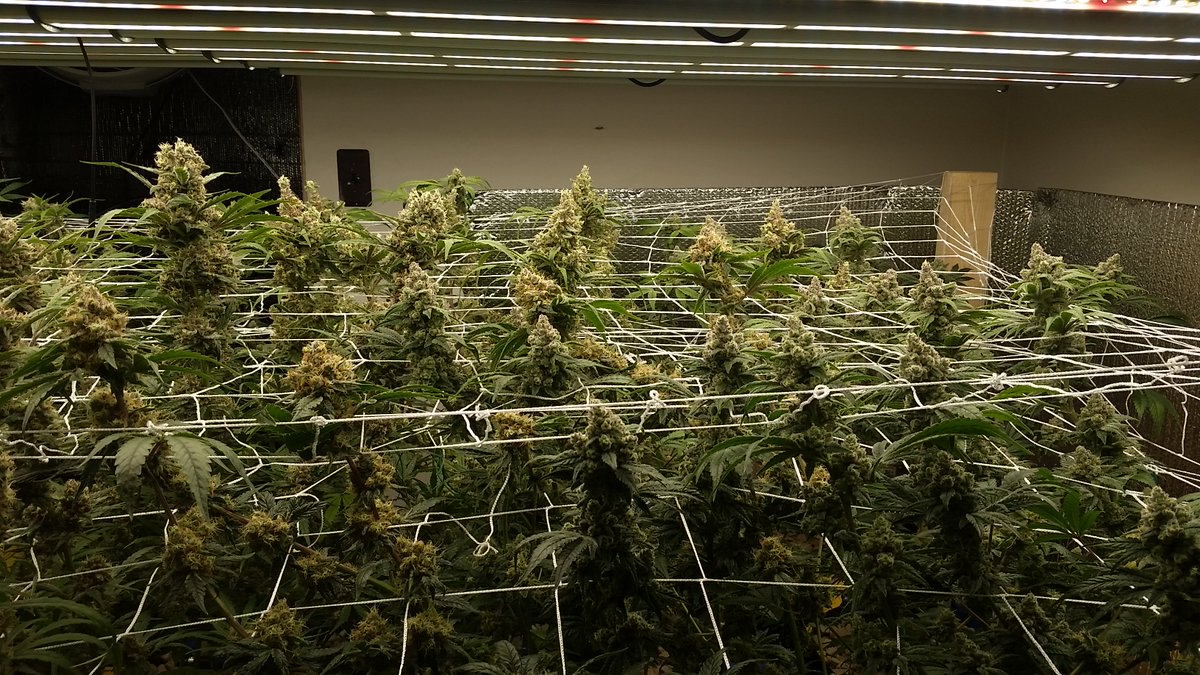 Deejay_Litmus's tweet photo. Everything under @FluenceBioEng SPYDRx Plus gets so dense and frosty!

#Frostynugs #FluenceBioEng #cannabis #marijuana #maryjane #bud #mmj https://t.co/77o08bon0d