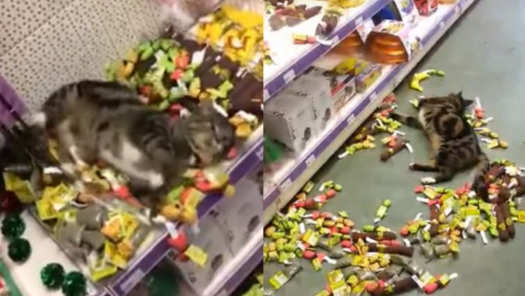 WATCH VIDEO Happy cat gets lost in toy store, locates catnip toys bit.ly/2jeAGJ8 https://t.co/reTt2wqRrH