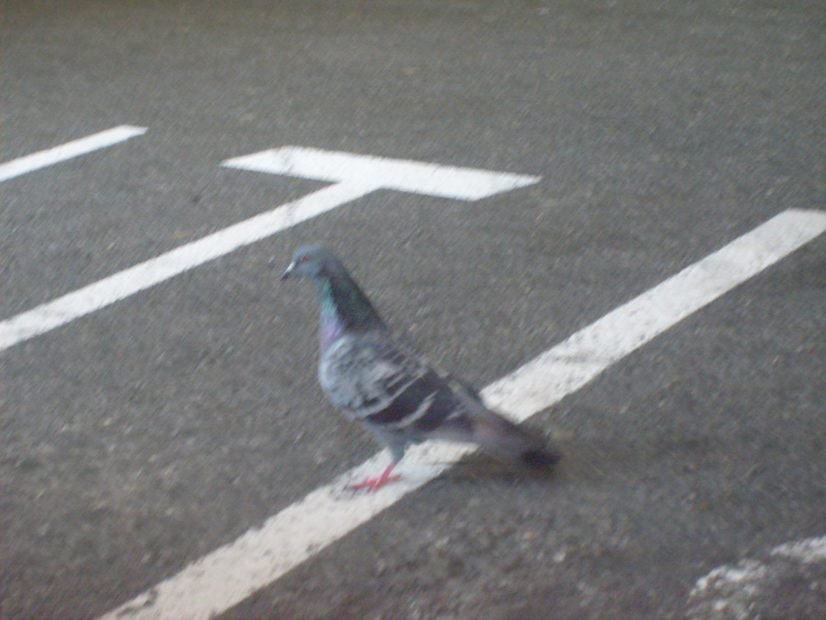 dro_keinz's tweet photo. He has one leg :( https://t.co/4axAGEbXYN