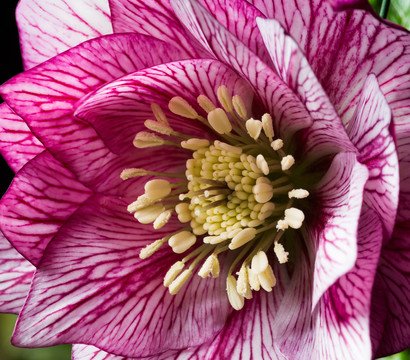 Helleborus Spring Promise Lily - OMG pretty as a princess #HelleboreHeaven 
cowellsgc.co.uk/p/helleborus-s…