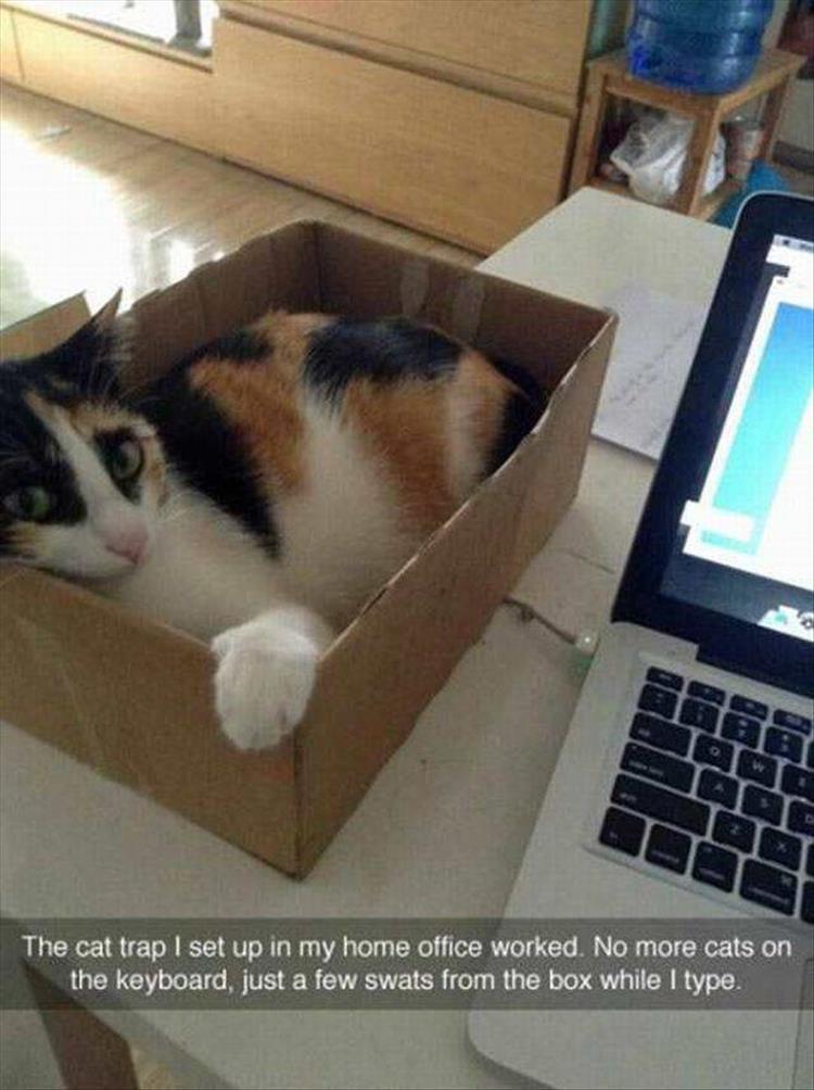 meowbox's tweet photo. How to catch a cat 101 #themeowlife #theboxlife https://t.co/76HeQlvToS