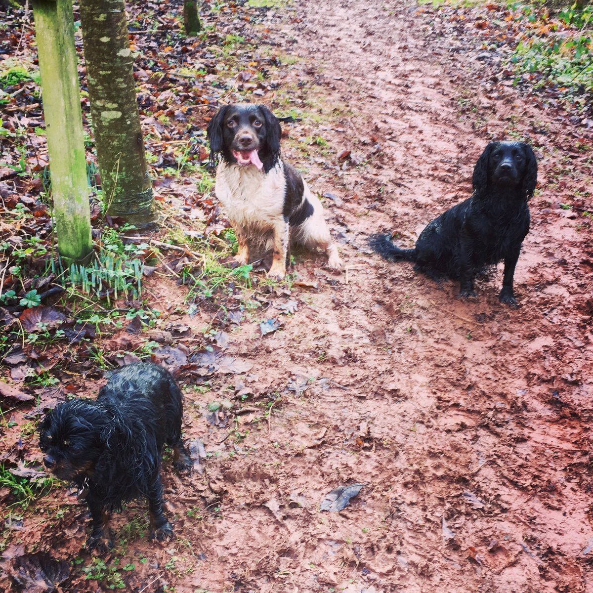 Devon winter days... #fires #sunsets #coldwalks #countrylife #winter