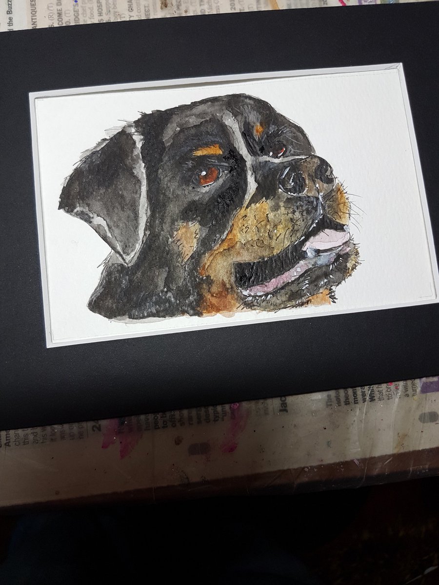 KarenWuffleluv's tweet photo. #wuffleluv #Rottweilers #petportrait #watercolourandink. https://t.co/dd6NjukbYU