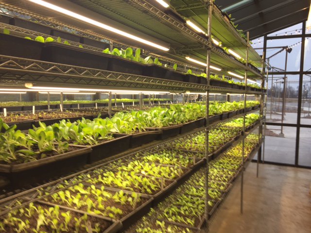 hardwaregastro's tweet photo. It's easy being GREEN  @hardwaregastro https://t.co/O2Li84pZnv