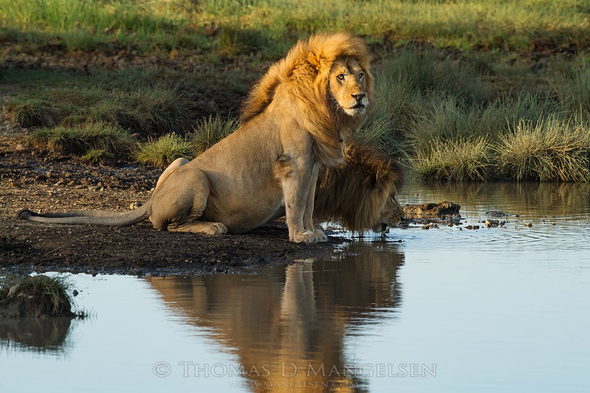 mangelsen's tweet photo. Just as the #lions started to drink, the sun rose enough to light the scene beautifully. #Ndutu #Serengeti https://t.co/VIQ2g5397W