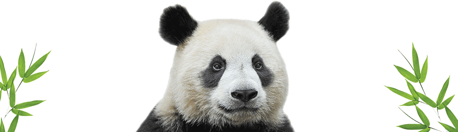 emilyc404's tweet photo. Bored? Tune into the @TELUS Giant Panda Cam to watch panda cubs LIVE 🐼 https://t.co/scOVNtTuse https://t.co/eDEwwpt1ox