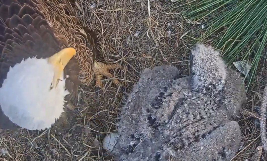 KING5Seattle's tweet image. WATCH LIVE: Florida bald eagle nest cam shows eaglet is growing.   kng5.tv/2huNcDw