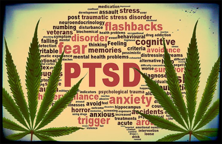 MedicalMariJane's tweet image. @POTUS @realDonaldTrump Make America Great Again today for Veterans w/ #PTSD! Remove cannabis from DEA schedule 1. #LegalizePot #MAGA #Day8