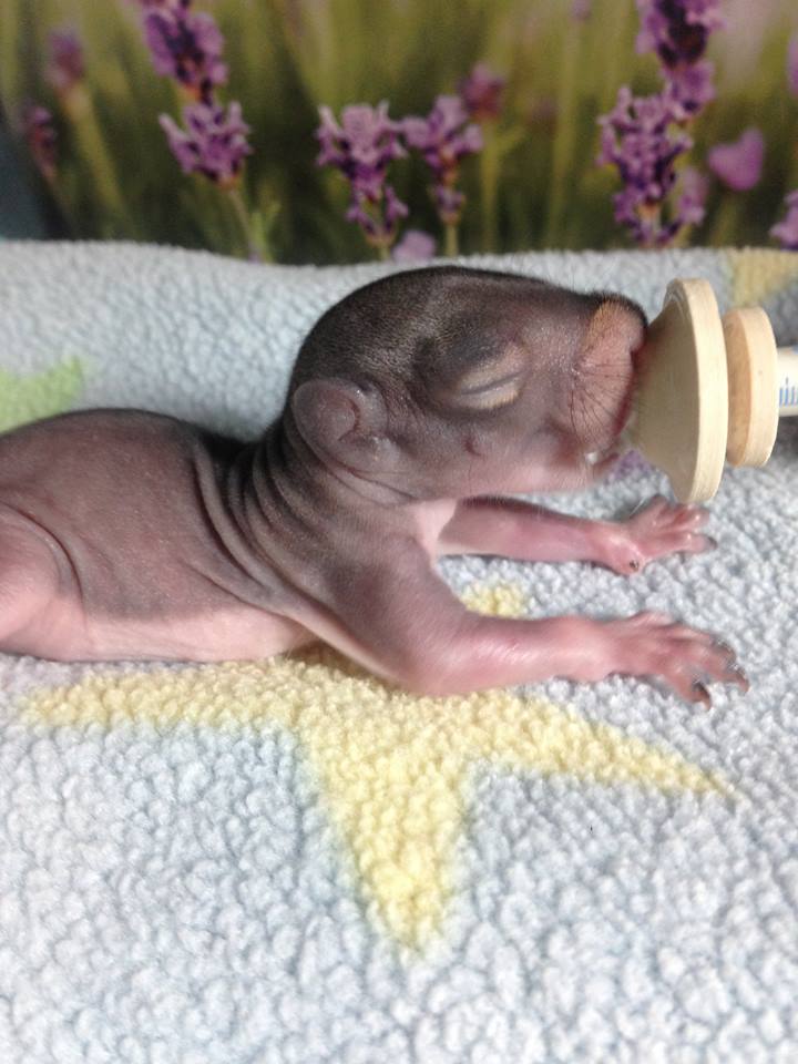 AnimisInOcala's tweet photo. We are #cutewithacause too! One of so many squirrels we have rehabbed and released thanks to volunteers &amp; donors. Please help #SaveAnimis https://t.co/tK2zuUkH9M