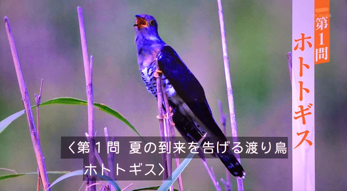 フクロウは 小僧 鼻くそくうかあ と鳴いてる タモリ倶楽部 鳥の鳴き声で空耳クイズ Togetter フクロウは 小僧 鼻くそくうかあ と鳴いてる タモリ倶楽部 鳥の鳴き声で空耳クイズ Togetter