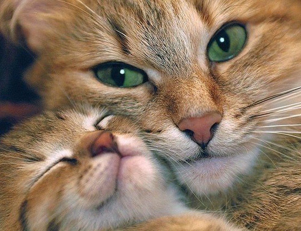 catsnkittys's tweet photo. Beautiful eyes, lovely pic... https://t.co/lll7PARk1e