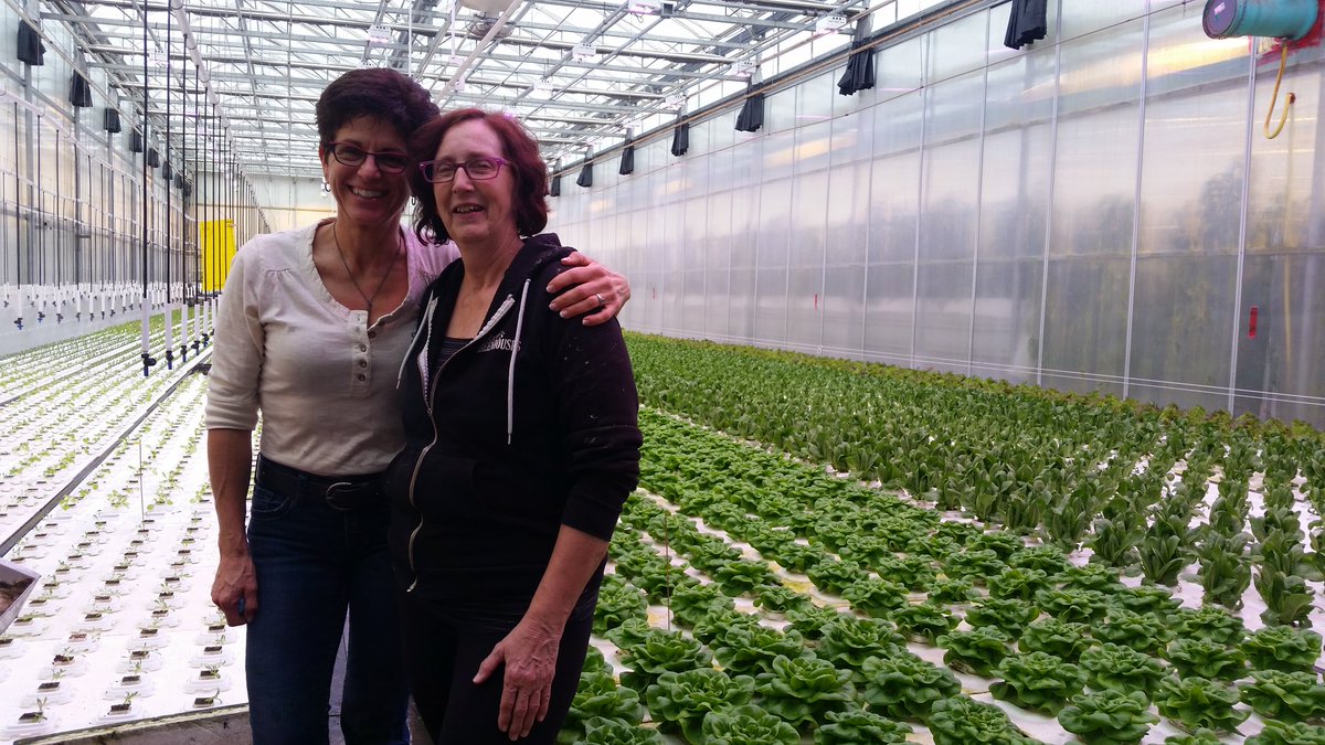 ThielsGH's tweet photo. Lettuce hrvst @doefs #Lacombe this gal rocks! #pondboss Anja knows ALL the scoop. Get #Albertagrown #veggies @CityMarket104 @StrathconaMrkt https://t.co/RFE8SCH5lB