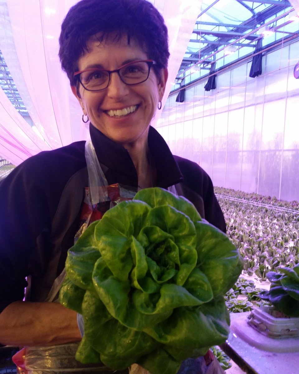 ThielsGH's tweet photo. Lettuce hrvst @doefs #Lacombe this gal rocks! #pondboss Anja knows ALL the scoop. Get #Albertagrown #veggies @CityMarket104 @StrathconaMrkt https://t.co/RFE8SCH5lB