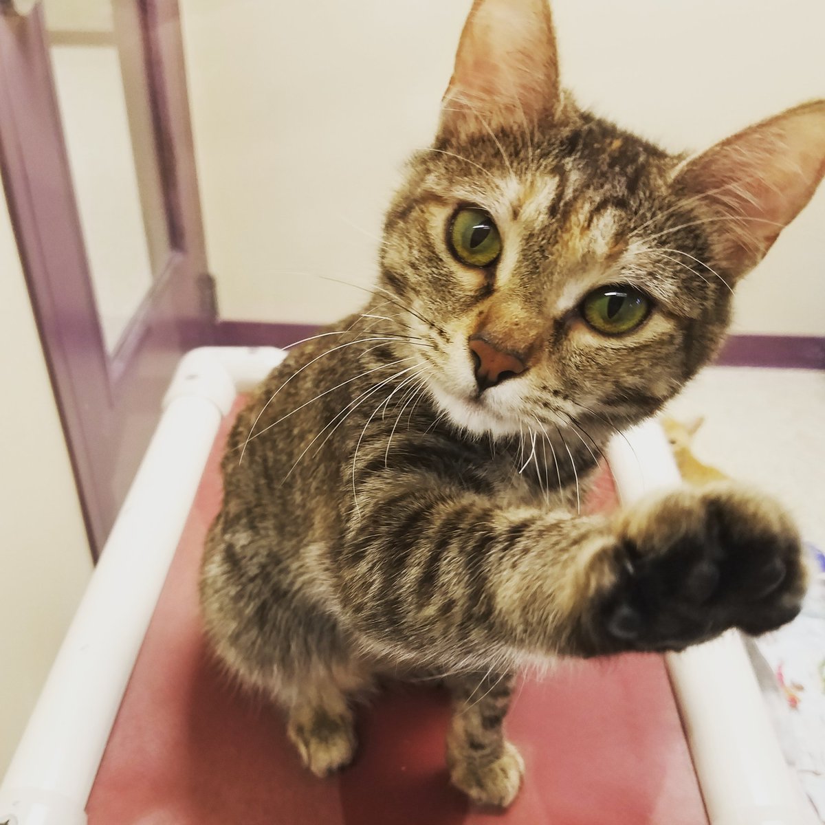 Can we play too? #cuteanimaltweetoff #AdoptDontShop #CatsOfTwitter