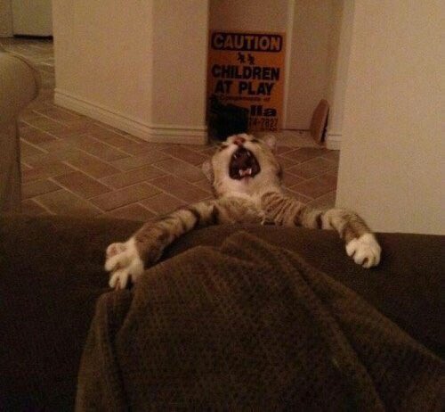 LittleChingones's tweet image. ¿POR QUE  NO VOTAN?! #LittleMixBestFans #Top50FansLittleMix