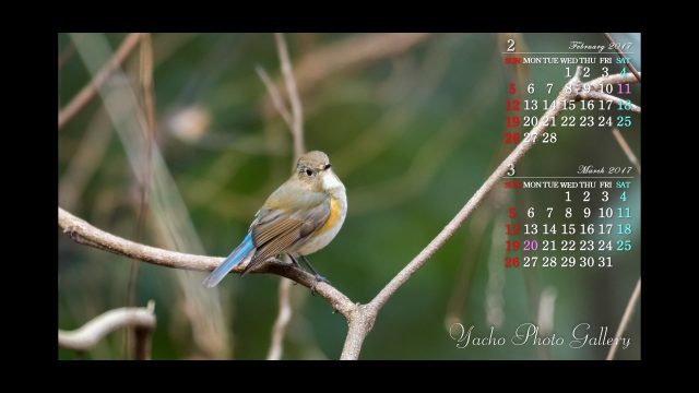 青嵐 自然写真家 可愛い野鳥のカレンダー壁紙 無料 サイズはアスペクト比 16 9 の 19 1080 同じアスペクト比の他のサイズには 縮小表示 や 拡大表示 で利用 カレンダー壁紙 野鳥 野鳥写真 小鳥 Bird T Co Cgvjy0rj4w T