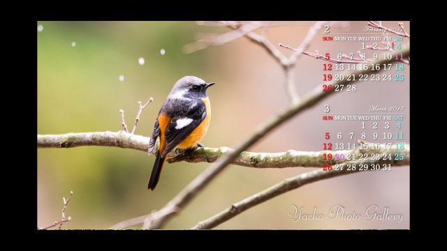 青嵐 自然写真家 可愛い野鳥のカレンダー壁紙 無料 サイズはアスペクト比 16 9 の 19 1080 同じアスペクト比の他のサイズには 縮小表示 や 拡大表示 で利用 カレンダー壁紙 野鳥 野鳥写真 小鳥 Bird T Co Cgvjy0rj4w T