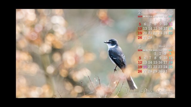 青嵐 自然写真家 可愛い野鳥のカレンダー壁紙 無料 サイズはアスペクト比 16 9 の 19 1080 同じアスペクト比の他のサイズには 縮小表示 や 拡大表示 で利用 カレンダー壁紙 野鳥 野鳥写真 小鳥 Bird T Co Cgvjy0rj4w T