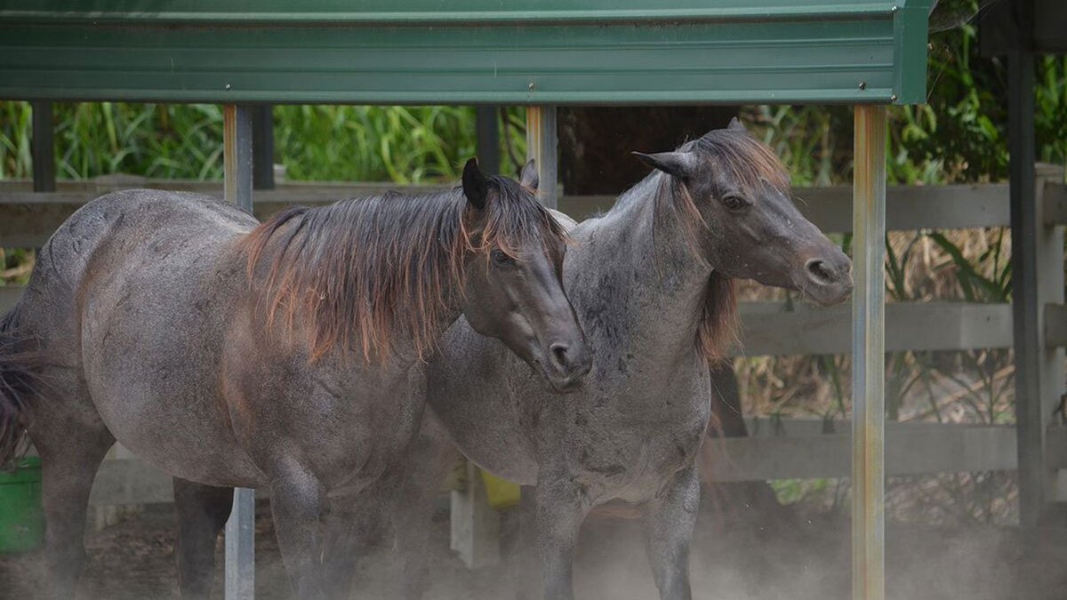 Man accused of abusing 4 horses gets 20 days of house arrest bit.ly/2jyN0ST https://t.co/kDVoFGRXDW