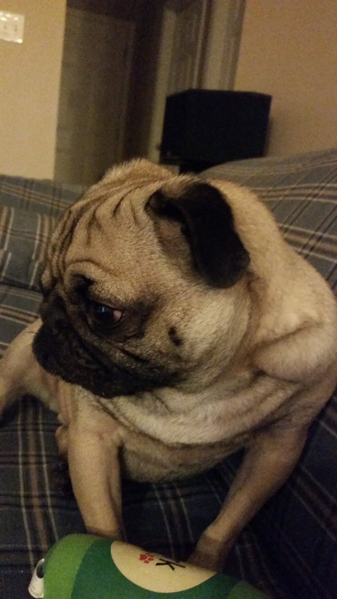 kenTECHky's tweet photo. "What if I never find out who's a good boy?" #cuddlepig https://t.co/cSIuzygXsI