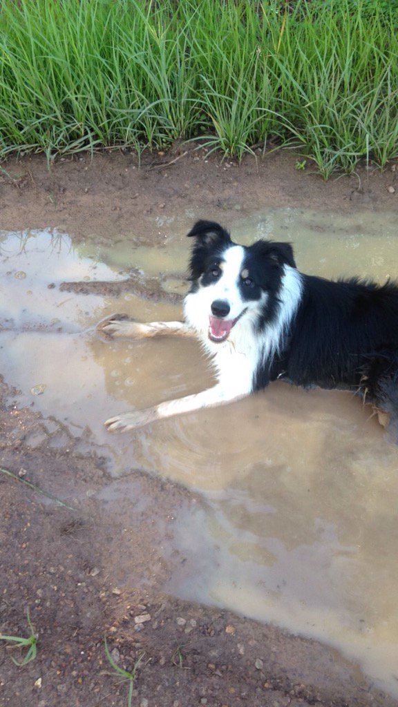 dadarwin's tweet photo. Great way to start a hot day with a roll in a muddy puddle https://t.co/IukBNC063v