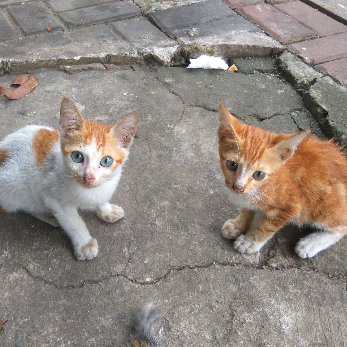nunakenshi's tweet photo. @HibahMeong ada kah yg mau adopt anak anak ini?  Kasian kebanyakan takut ga keurus huhu.. Yg minat bisa wa aku ya 081218069280 /line @toscas https://t.co/OSYqePygyi