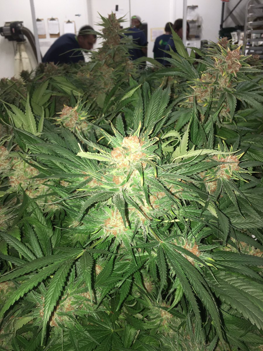 LeefSuzy's tweet photo. Another day, another harvest. #LeefOil #i502producerprocessor #indoorperpetualgrow #b2bsalesandprocessing #co2oil https://t.co/r5BF72HBna