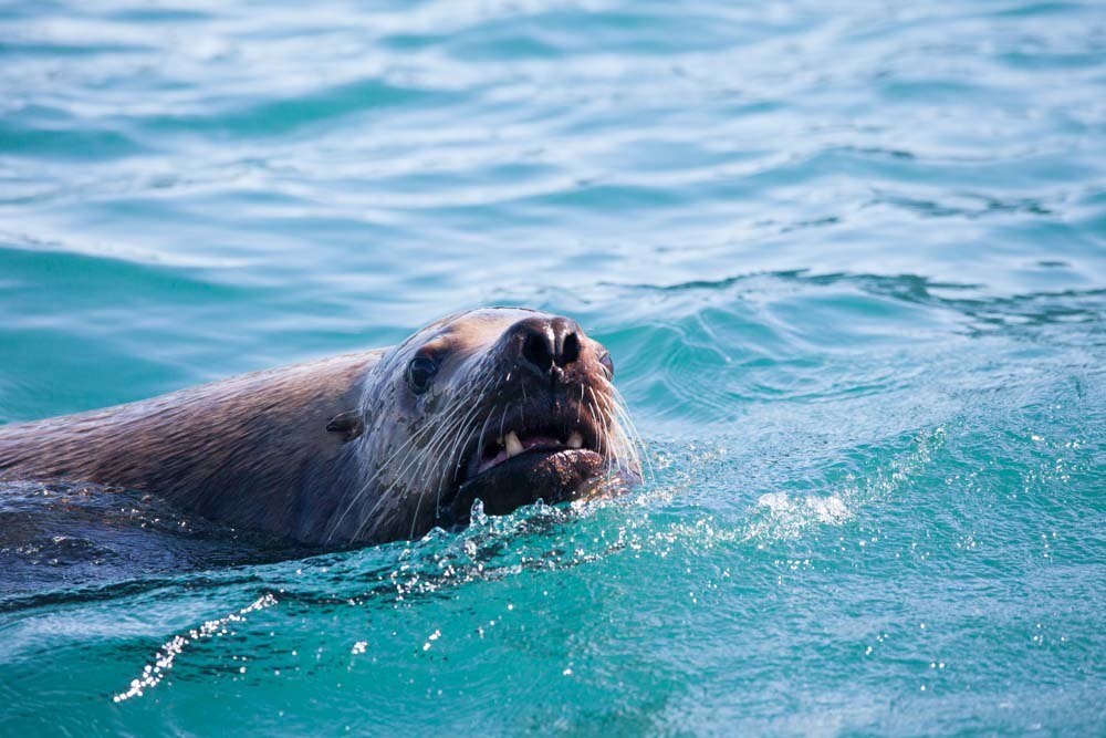 IntTravellerMag's tweet photo. Here are 5 wildlife surprises @Qtravels spotted cruising on Lindblad's National Geographic Seabird - https://t.co/Z5Ex8HkCwE https://t.co/6InCPIO7DN