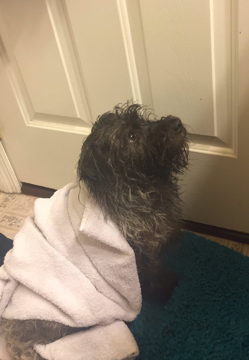 I know I'm not a zoo or an aquarium, but I wanted to share some happiness #cuteanimaltweetoff 
Here is a doge.