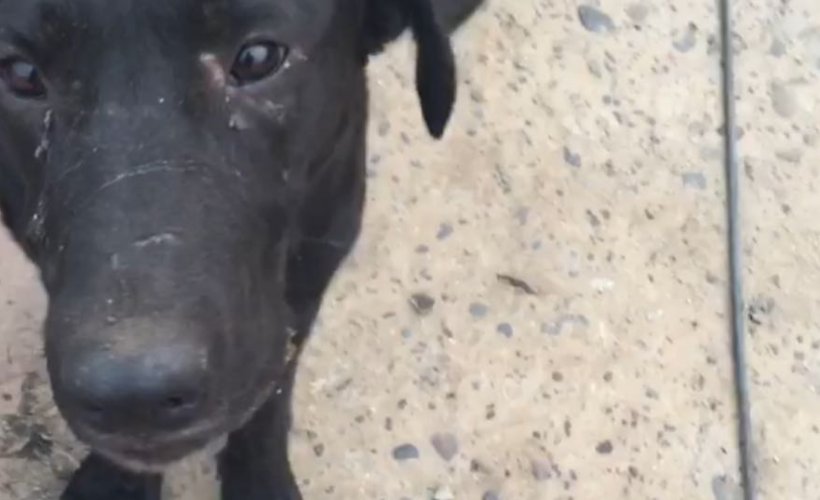Amig@s, este perrito de #SantaOlga el "negrito triste" d la nota, le tenemos hogar en Stgo, necesitamos dar con él. 
latercera.com/noticia/la-tri…