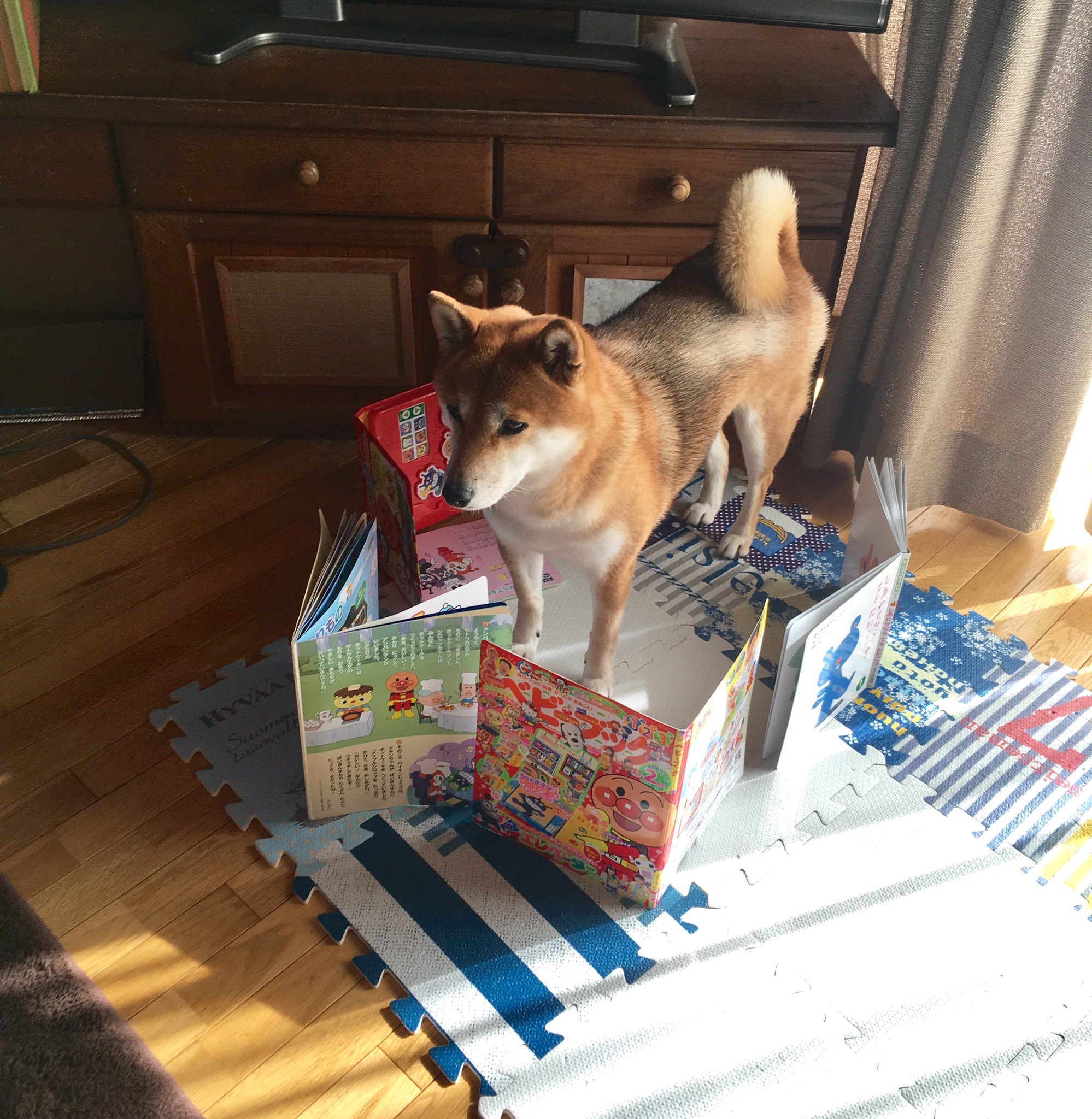 固まる柴犬甥っ子によって封印される姿が可愛すぎる 話題の画像プラス