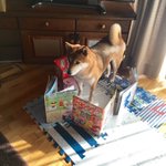 固まる柴犬w甥っ子によって封印される姿が可愛すぎる…!