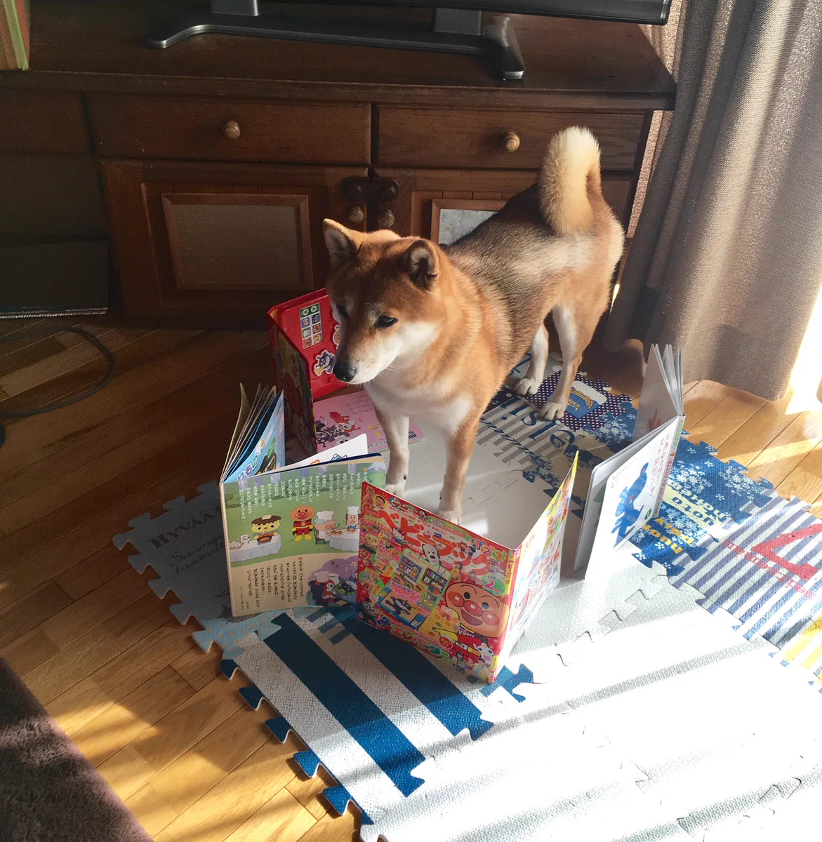 固まる柴犬ｗｗ甥っ子によって封印される姿が可愛すぎる…！！