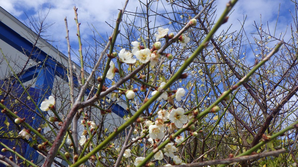 info_omrc's tweet photo. もとぶ元気村から
梅の花が咲きました。
本日の沖縄は24℃！ポカポカです。 https://t.co/eH7IrO8p1P