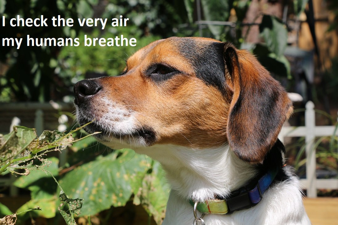 benjithebeagle1's tweet image. Loving a Beagle is the greatest love of all @BeaglesAbout @beaglefreedom @BeagleWelfare #beaglelover #beaglesofinstagram #Beaglesoftwitter