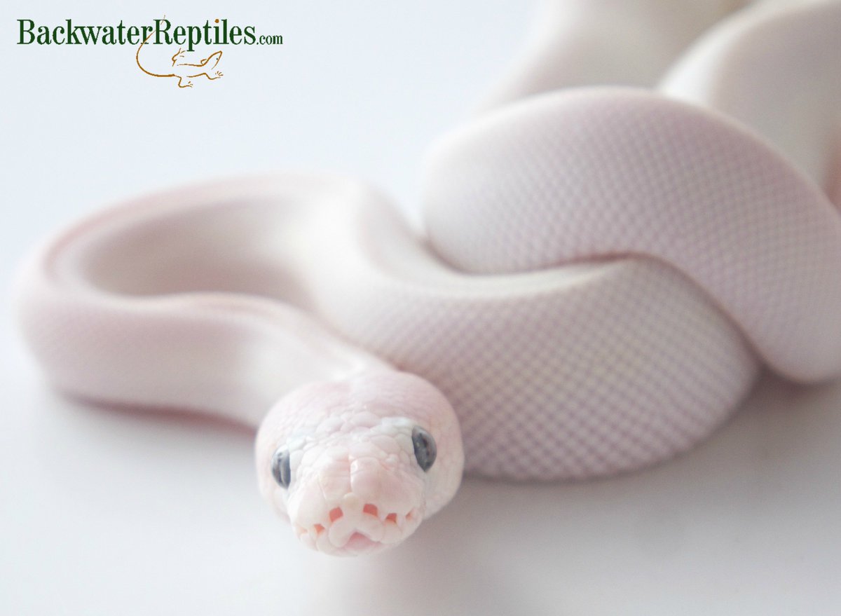 BackwtrReptiles's tweet image. Happy #SnakeSaturday from this adorable #leucisticballpython! #backwaterreptiles