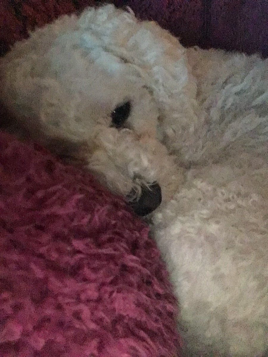 Cuddles with my mum when she has her fluffy onesie on are the best 💖💕#bichon #bichonfrise #anipals #pets #dogsarefamily #dogsoftwitter #zshq