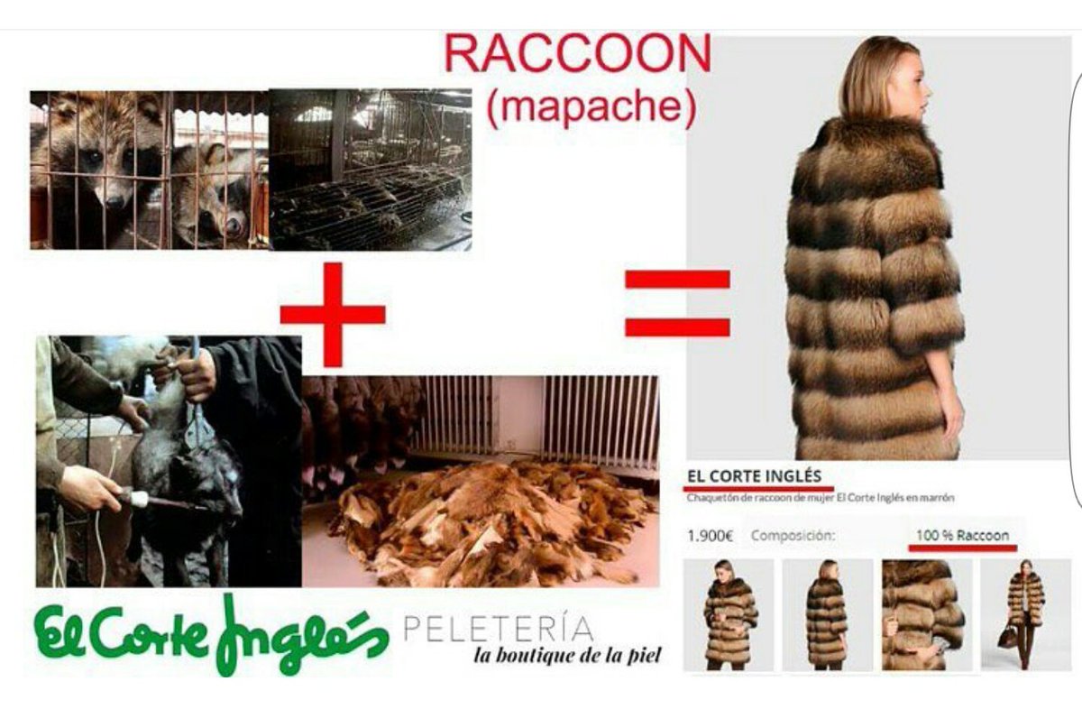 Como Se Dice Jabalí En Inglés
