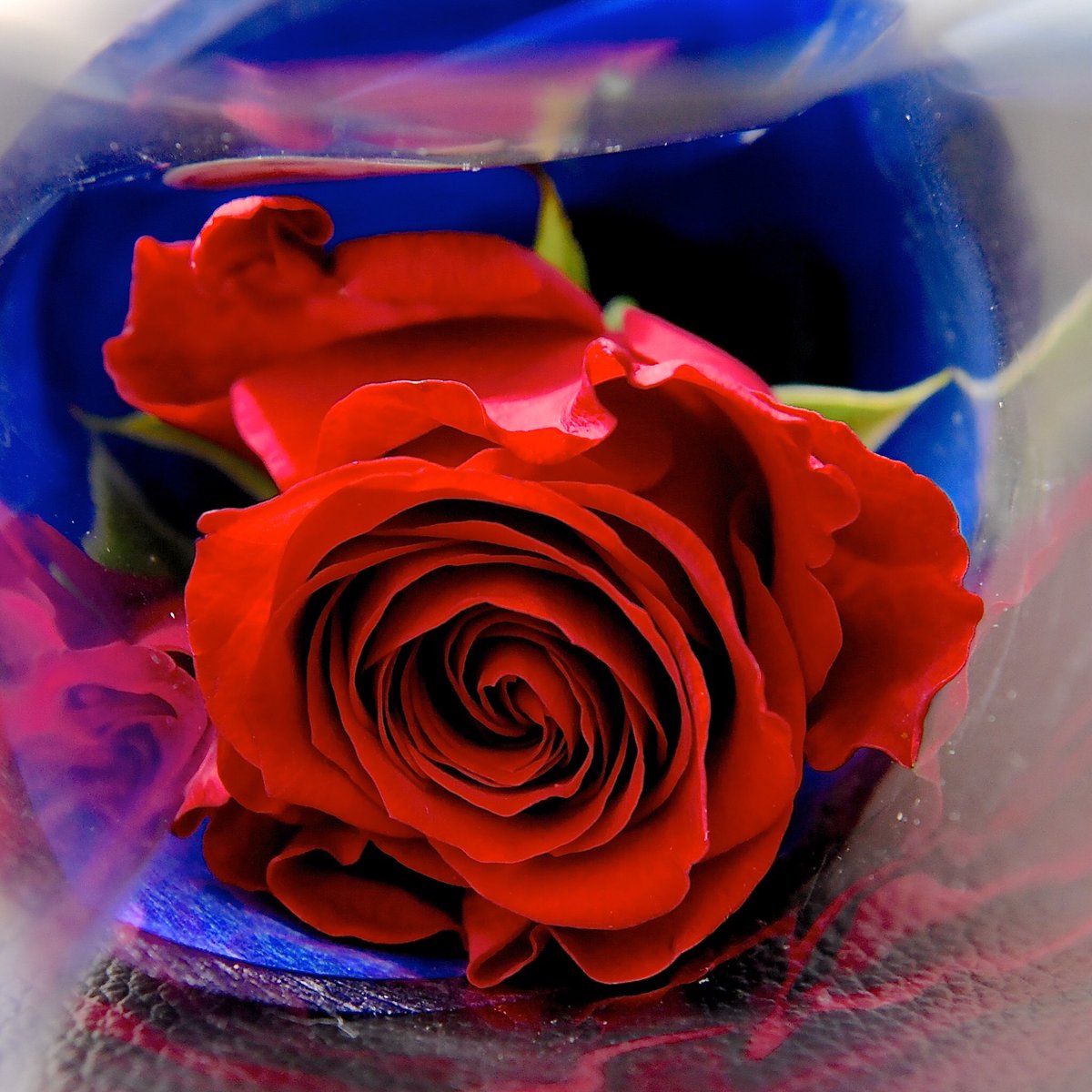 Mezzomikiのディズニーブログ 一輪売りのローズも素敵 東京ディズニーシー バレンタイン ナイト17 コンサート オブ ラブ グッズをまとめて紹介 詳しくは T Co Rkwvib3rov