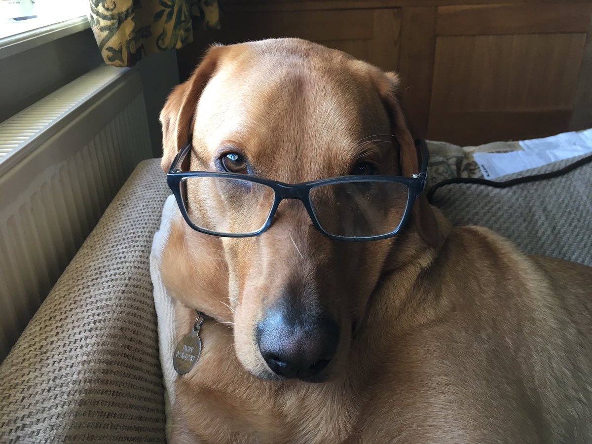 lloyd_rimmer's tweet image. Does my nose look big in these?. #intelligentlab #superdog #digbydog