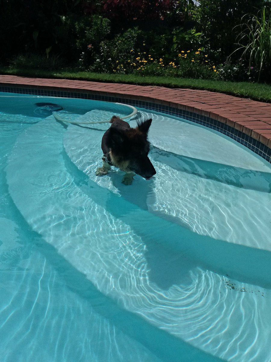 Monique_PR_'s tweet photo. ...Meanwhile in Umhlanga, north #Durban, it's 12 o'clock &amp; so Cheers to the #weekend 🐾🍹
🐕 #thirstydog &amp; 📸@Craig_Eastcoast #DogsofSA 🇿🇦 https://t.co/hsIAIEsCWg