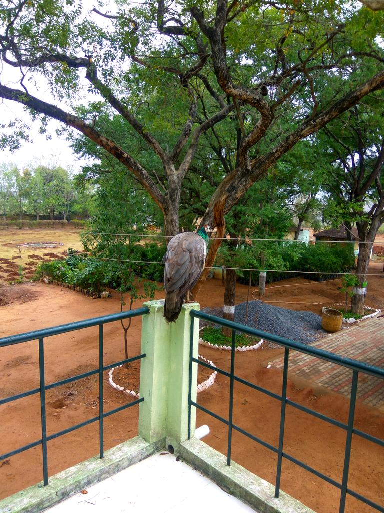 durai2084's tweet photo. When the National bird greets you with a good morning call - day becomes extremely beautiful. #peahen  #aiyur_forest https://t.co/8EvOSvY6Zg