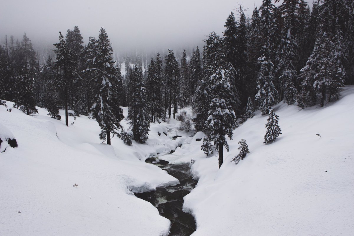 jersainmedina's tweet photo. Shots in Sequoia National Park yesterday https://t.co/3XxcrBVuOc