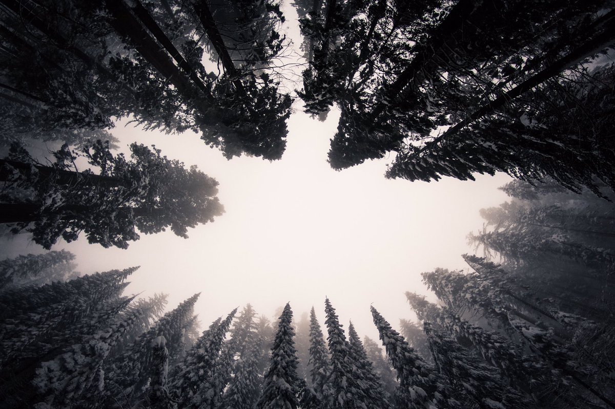 jersainmedina's tweet photo. Shots in Sequoia National Park yesterday https://t.co/3XxcrBVuOc