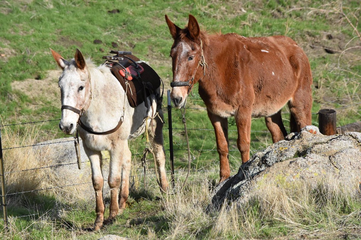 3MulesDotCom's tweet photo. We're headed to Wind Wolves Preserve over the next few days while the weather is good.   #3Mules #NomadicLife https://t.co/gFqhjgceFa https://t.co/BVJJWuL3kD