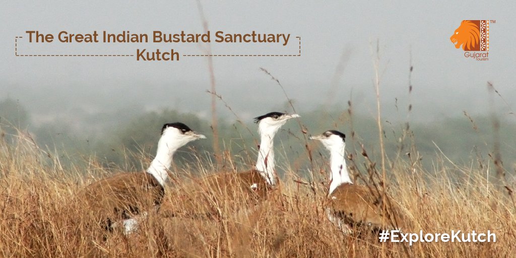 The Great Indian Bustard bird is almost becoming extinct in other regions of the country.#ExploreKutch to watch indigenous home of this bird