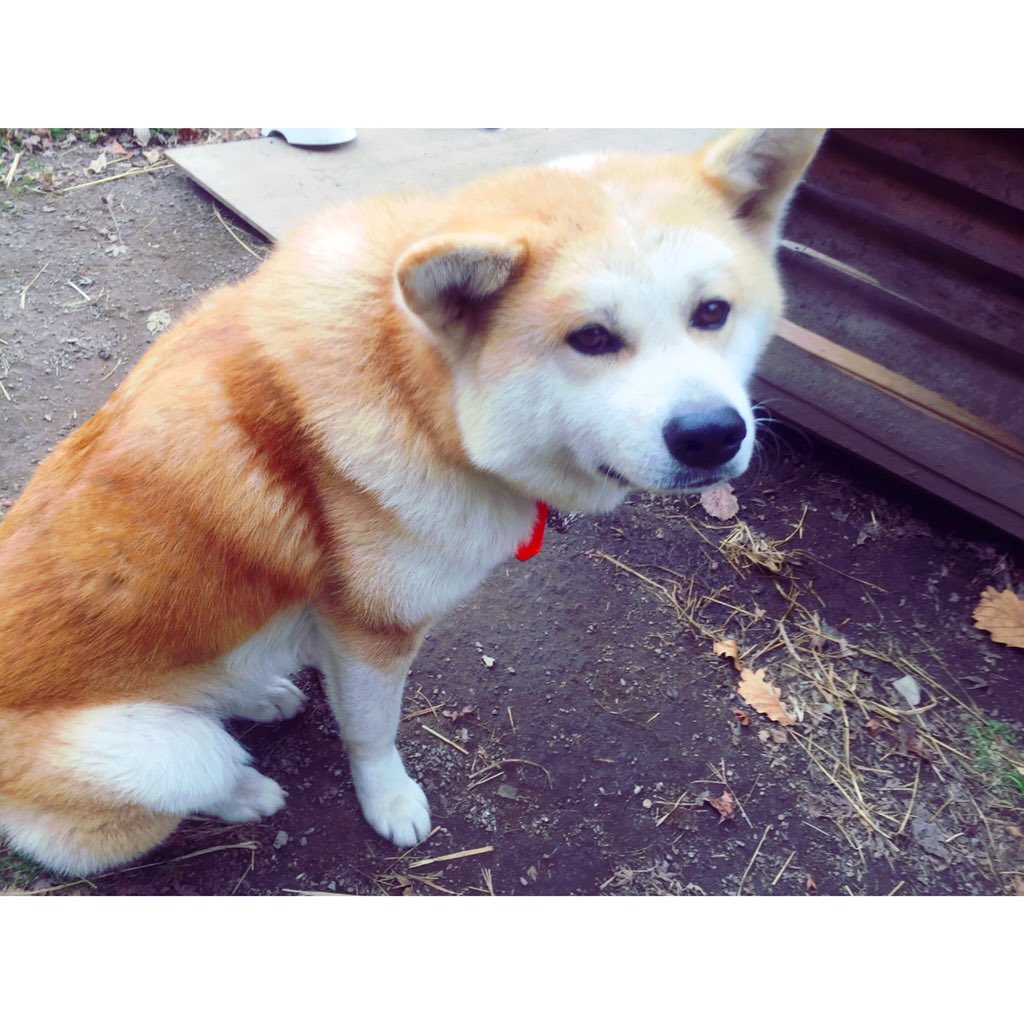 きゃりー じゅんち 黒しか勝たん Amandac 1 今から録画見ま す ʖ T Co Utr78scmrv Twitter